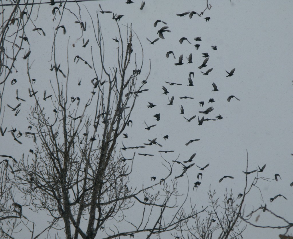 SG2 D birds flying away for WEB